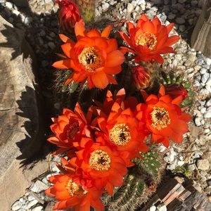 Orange Flowering Cactus Pups 🌵